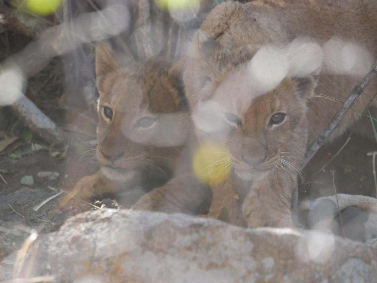 Grietjie Game Reserve Mbizi Bush Lodge מראה חיצוני תמונה
