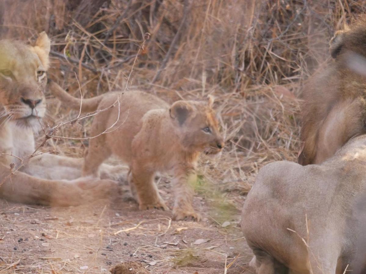 Grietjie Game Reserve Mbizi Bush Lodge מראה חיצוני תמונה