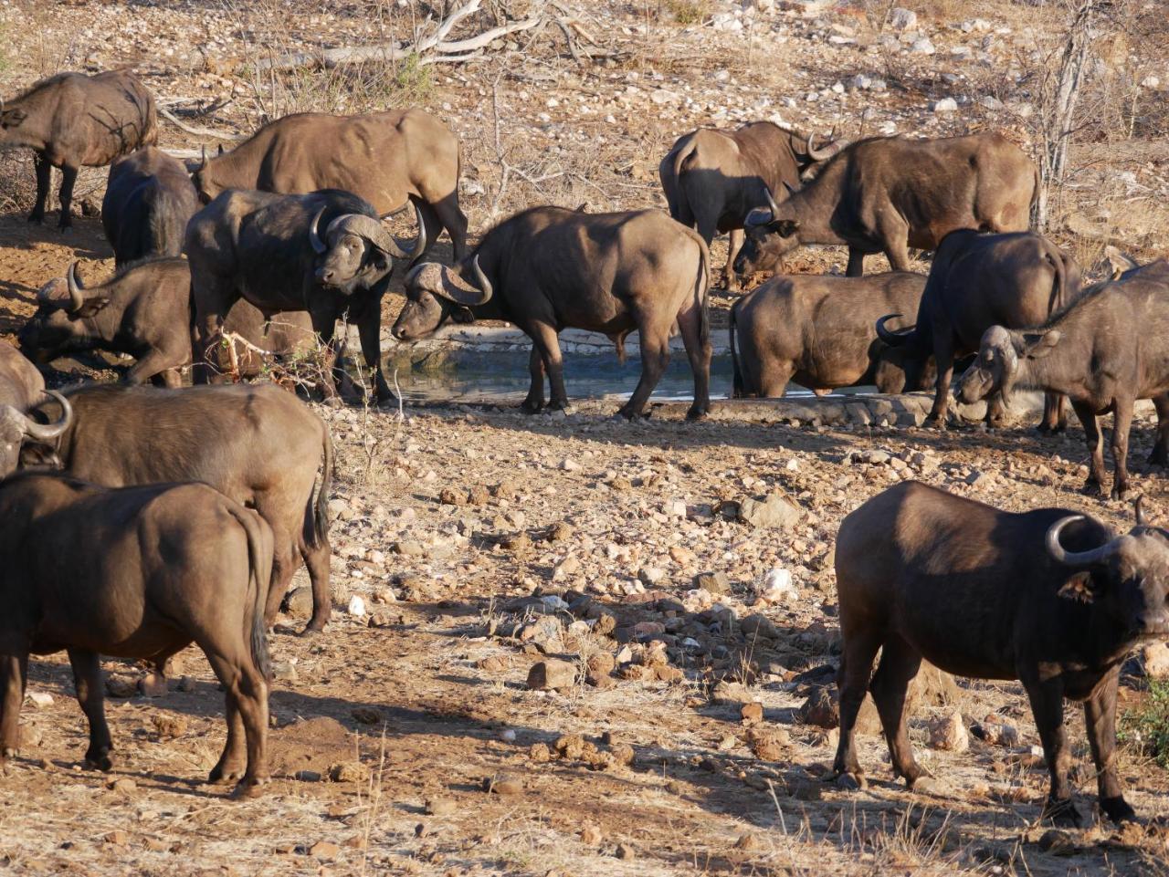 Grietjie Game Reserve Mbizi Bush Lodge מראה חיצוני תמונה