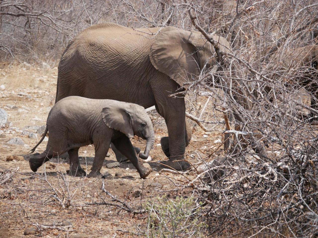 Grietjie Game Reserve Mbizi Bush Lodge מראה חיצוני תמונה