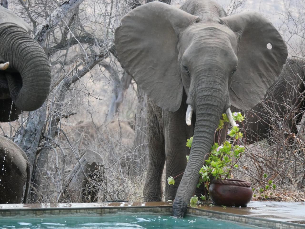 Grietjie Game Reserve Mbizi Bush Lodge מראה חיצוני תמונה