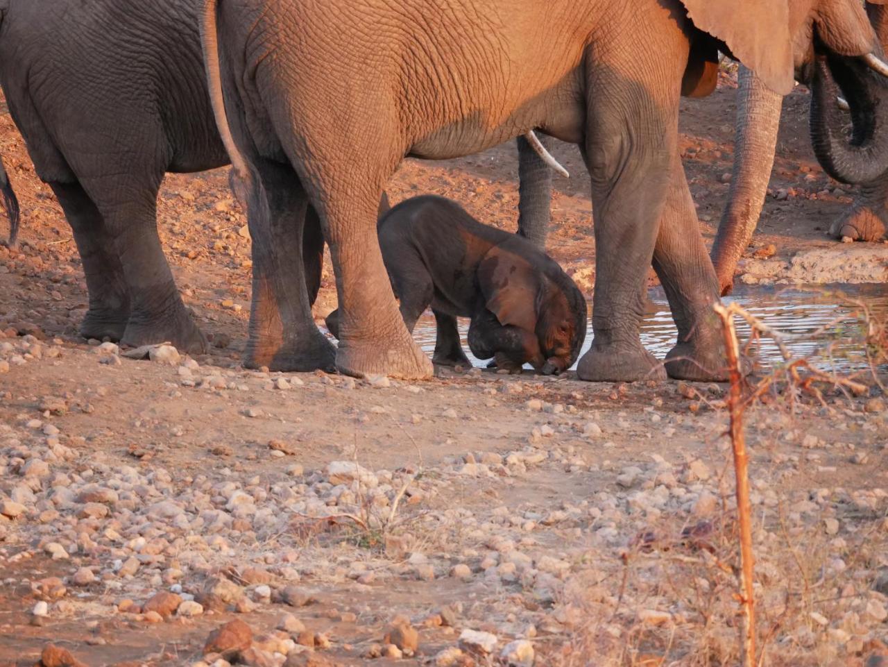 Grietjie Game Reserve Mbizi Bush Lodge מראה חיצוני תמונה