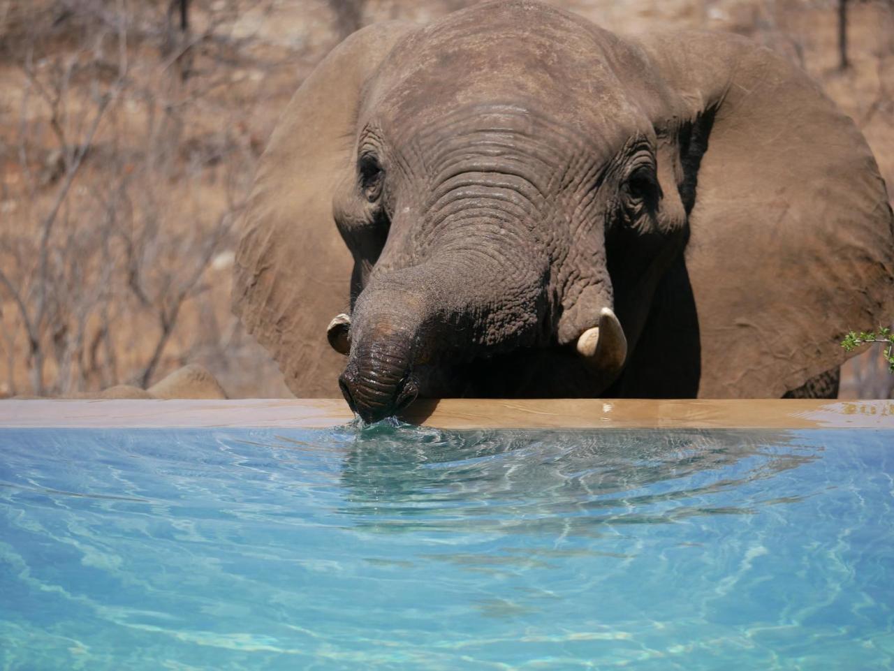 Grietjie Game Reserve Mbizi Bush Lodge מראה חיצוני תמונה
