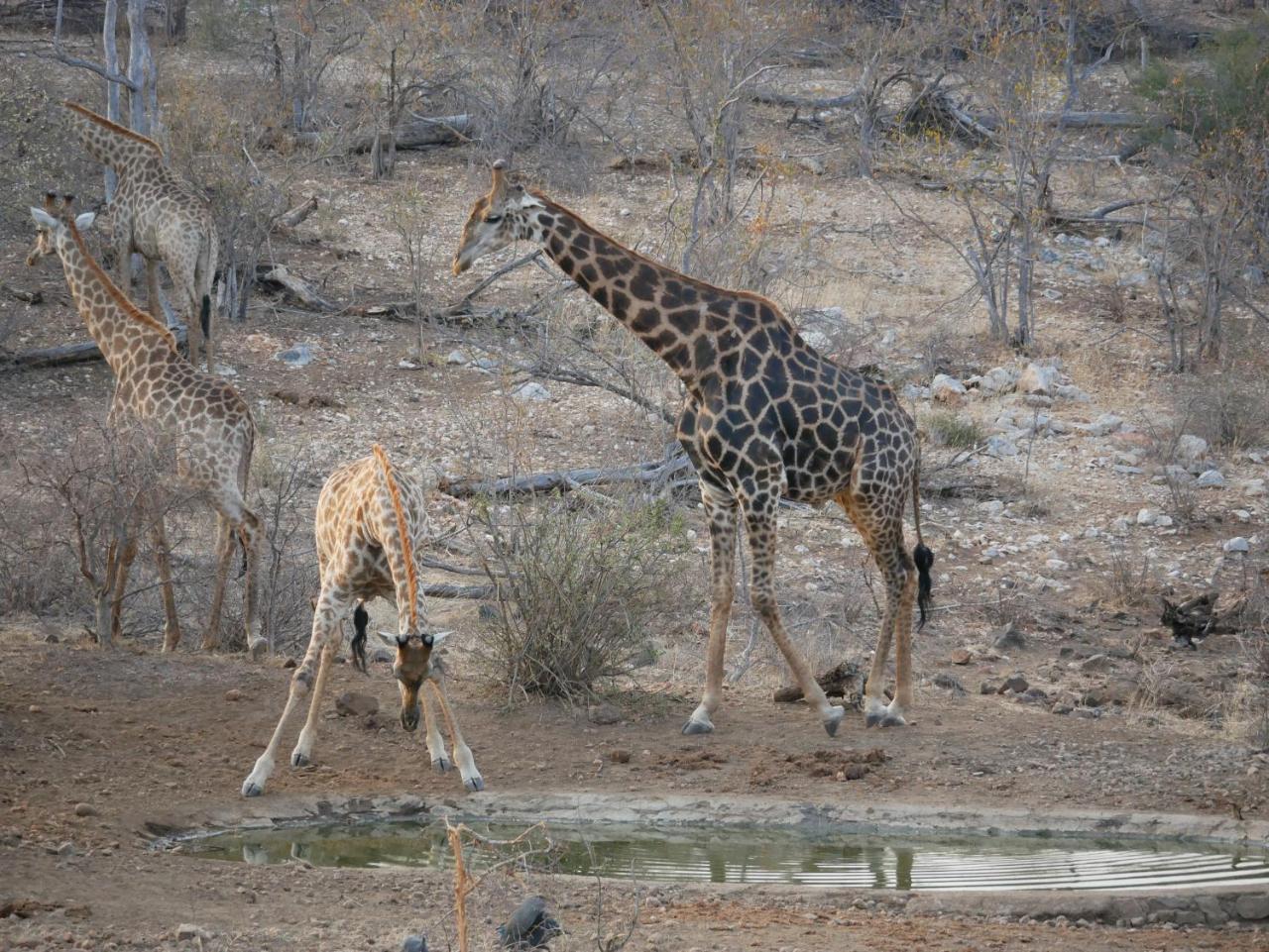 Grietjie Game Reserve Mbizi Bush Lodge מראה חיצוני תמונה