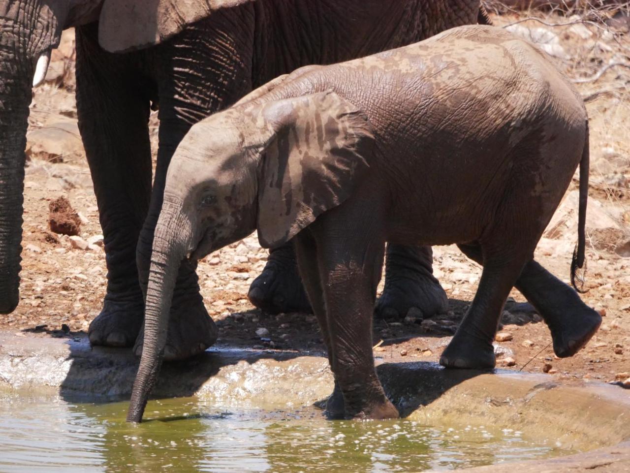 Grietjie Game Reserve Mbizi Bush Lodge מראה חיצוני תמונה