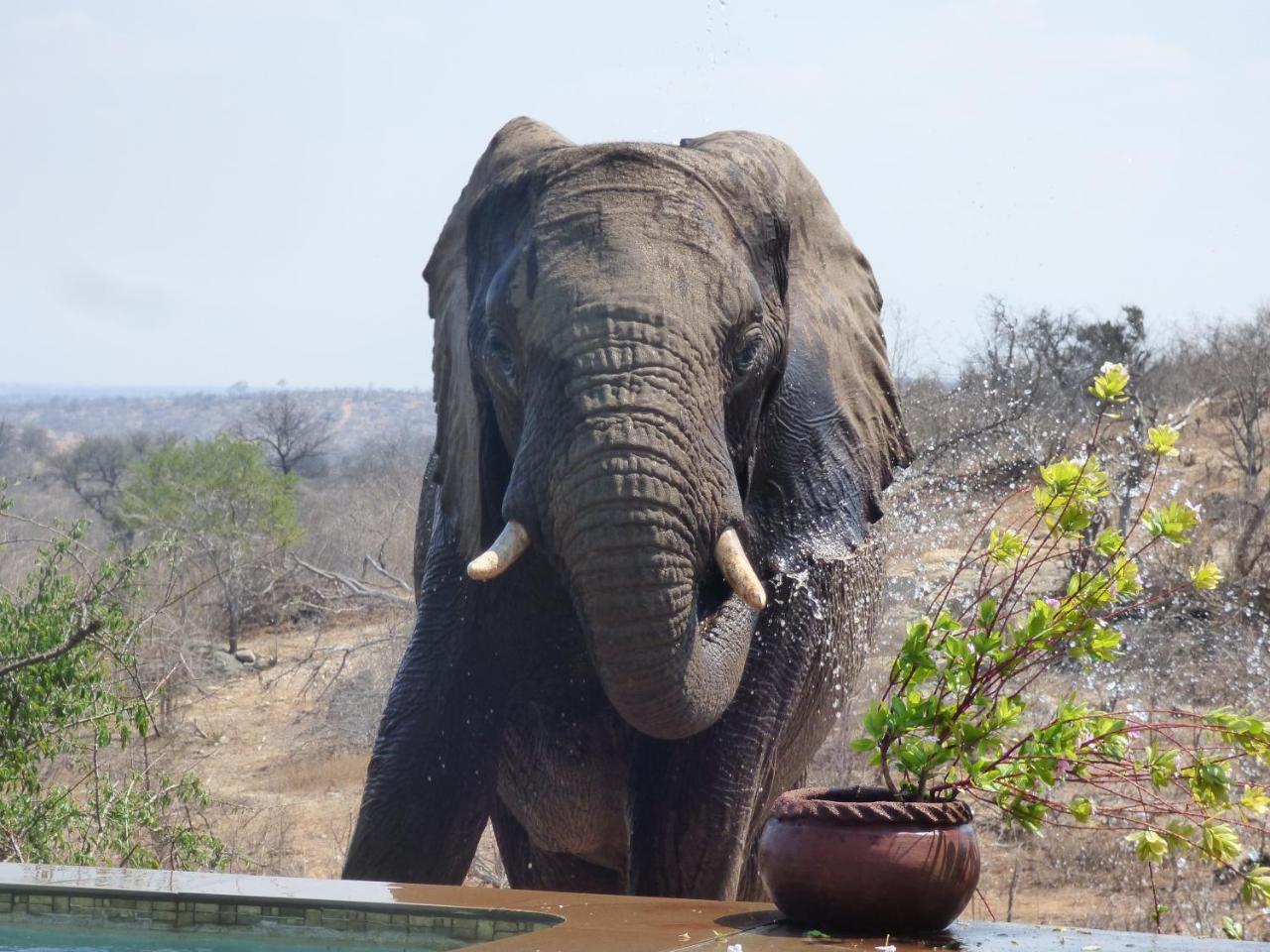 Grietjie Game Reserve Mbizi Bush Lodge מראה חיצוני תמונה