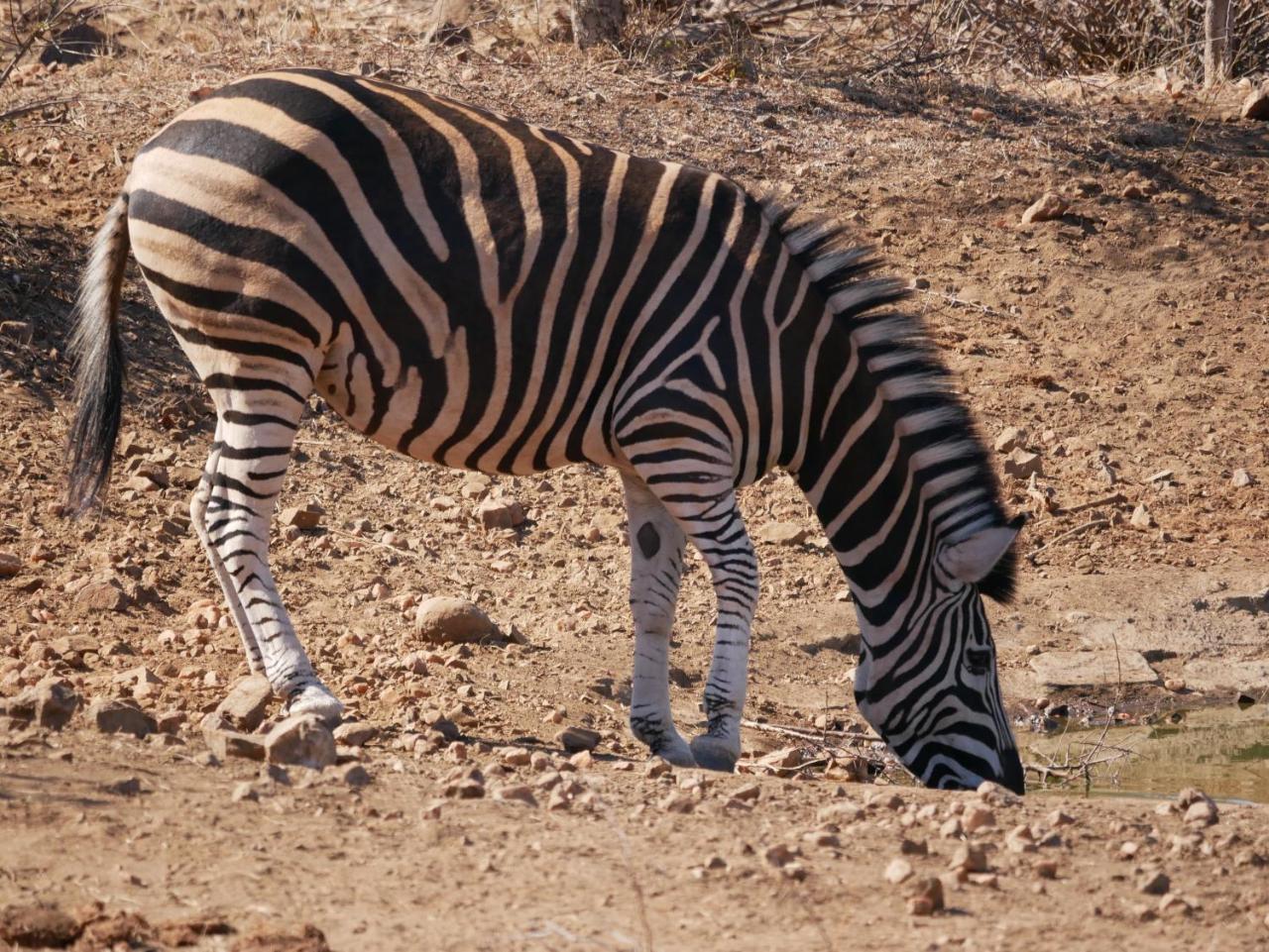 Grietjie Game Reserve Mbizi Bush Lodge מראה חיצוני תמונה