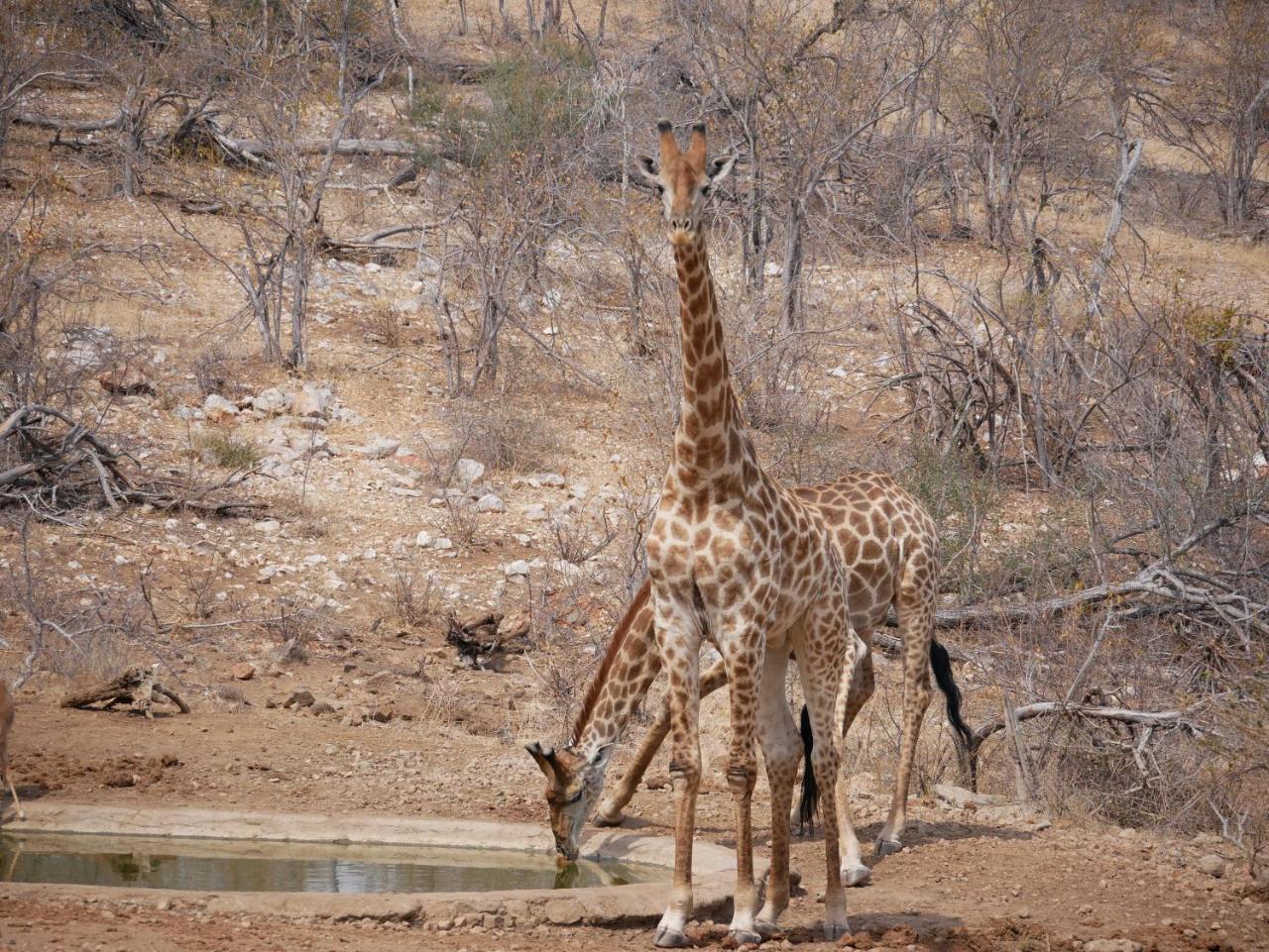 Grietjie Game Reserve Mbizi Bush Lodge מראה חיצוני תמונה