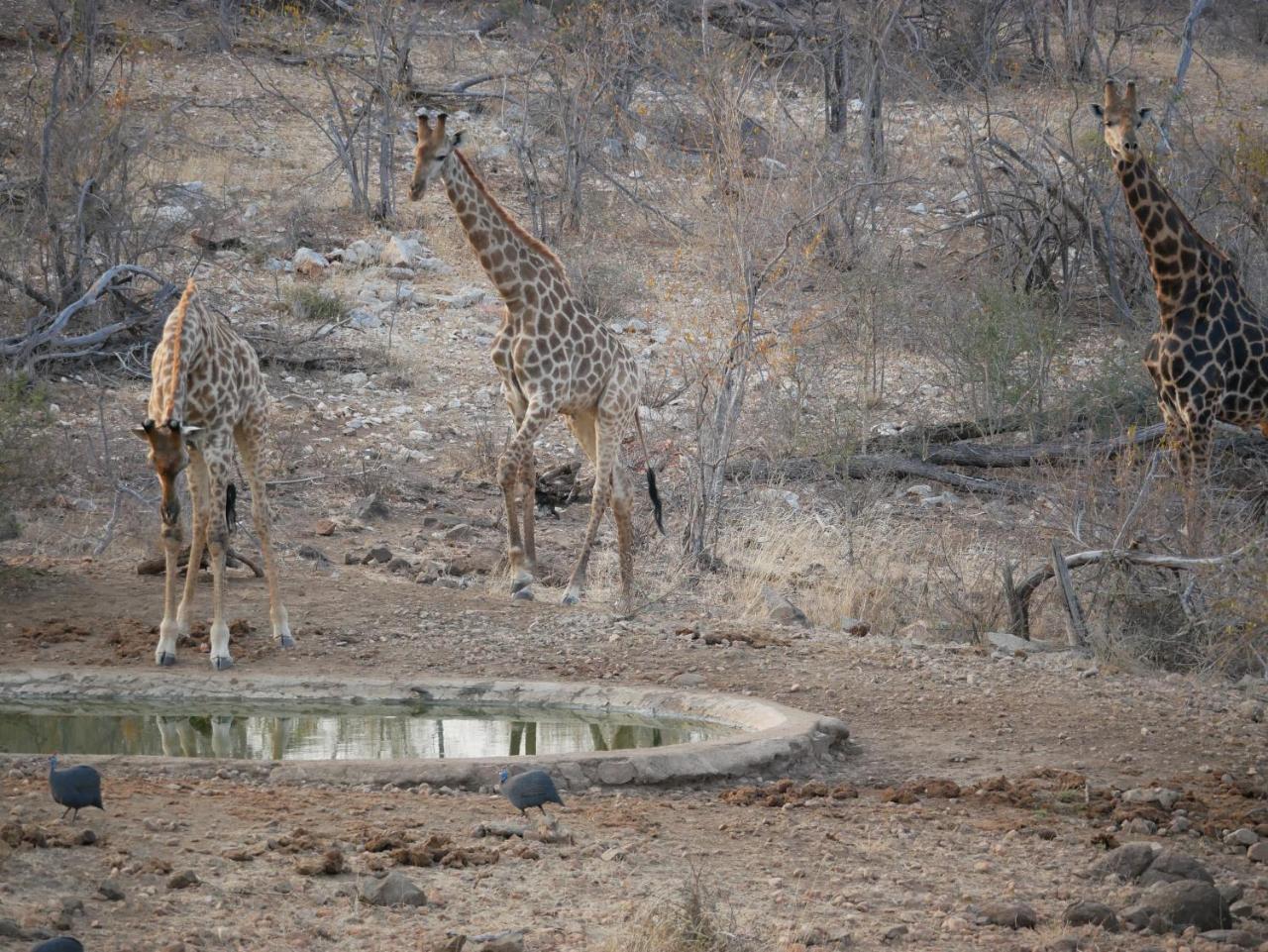 Grietjie Game Reserve Mbizi Bush Lodge מראה חיצוני תמונה