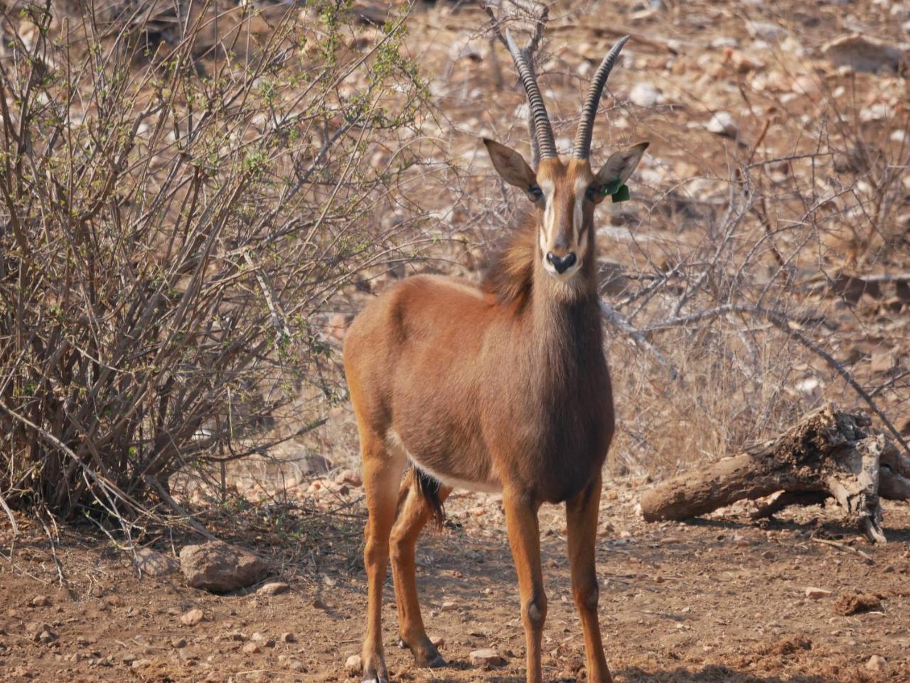 Grietjie Game Reserve Mbizi Bush Lodge מראה חיצוני תמונה