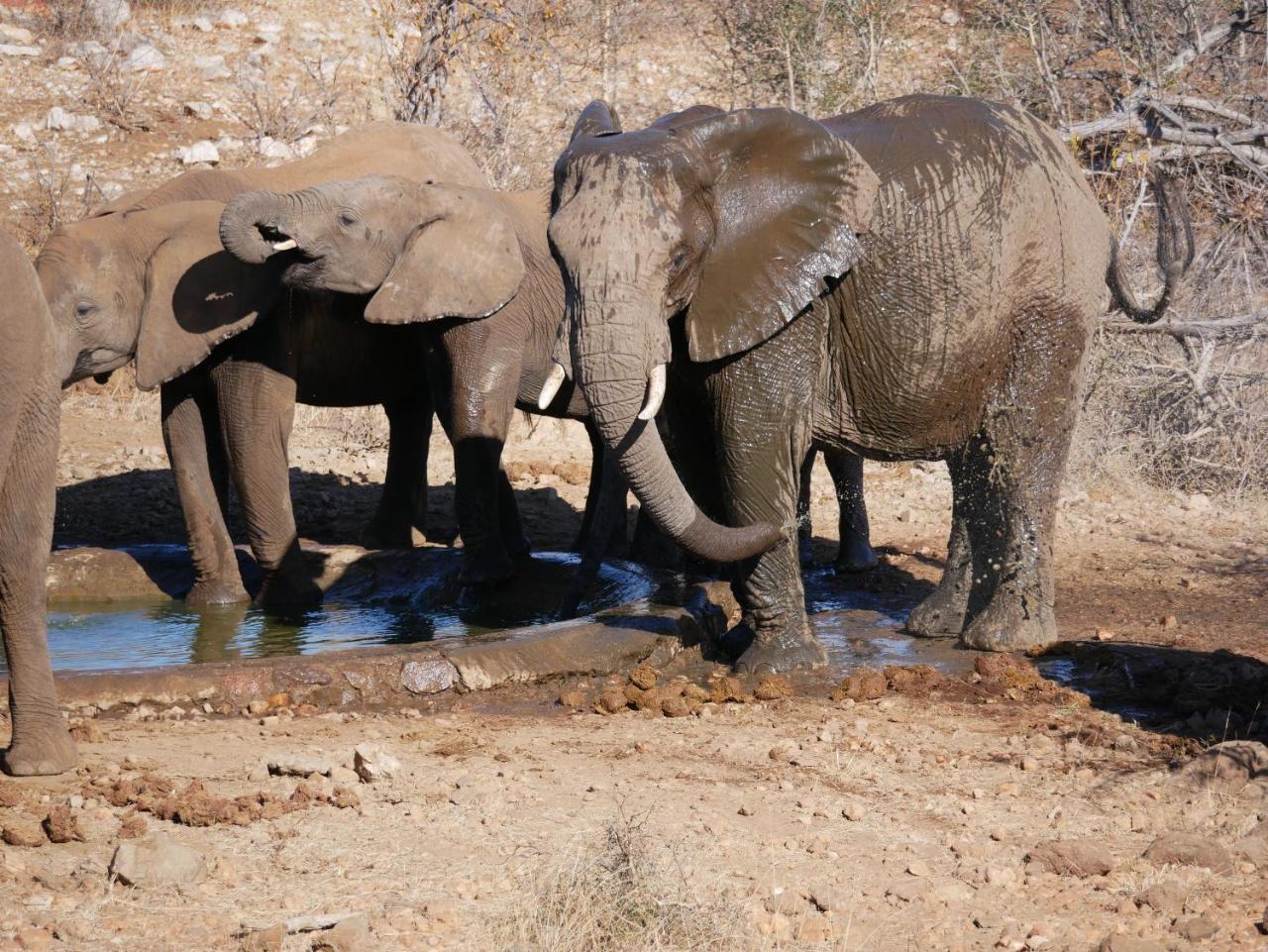 Grietjie Game Reserve Mbizi Bush Lodge מראה חיצוני תמונה